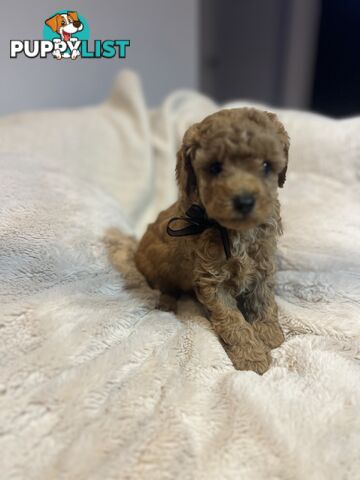 Puppies x 5 - Bichon Frise x Toy Poodle