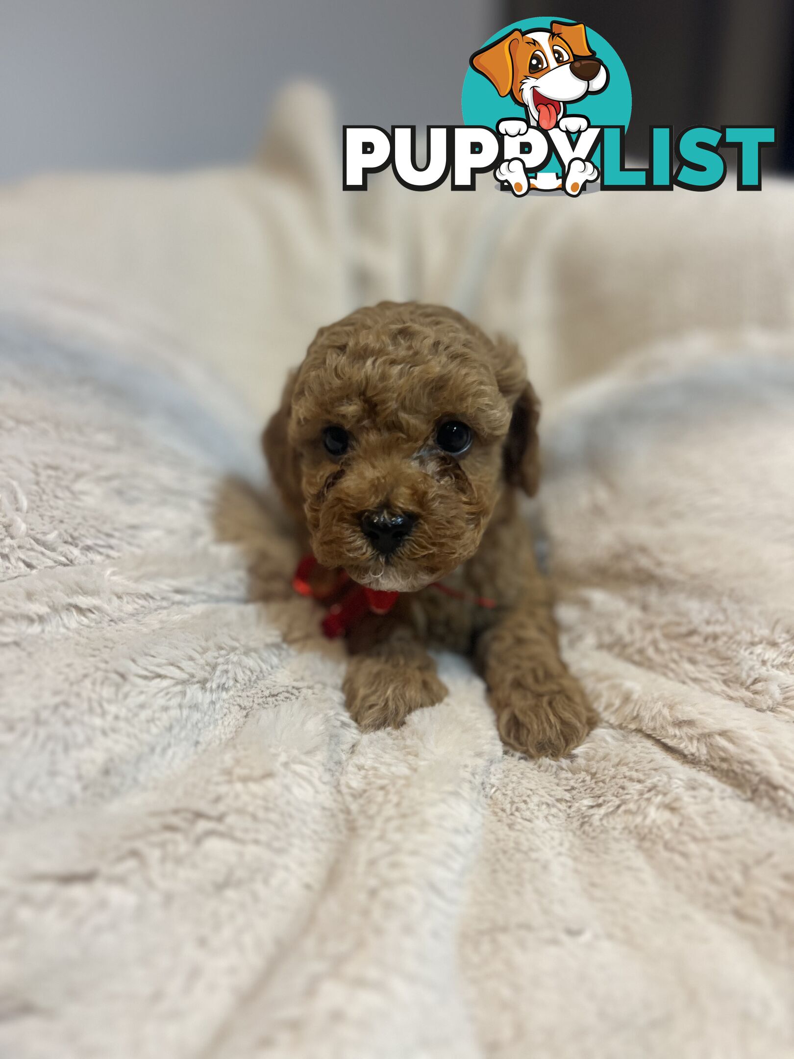 Puppies x 5 - Bichon Frise x Toy Poodle