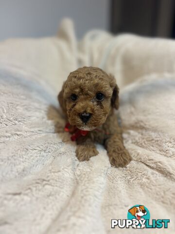 Puppies x 5 - Bichon Frise x Toy Poodle