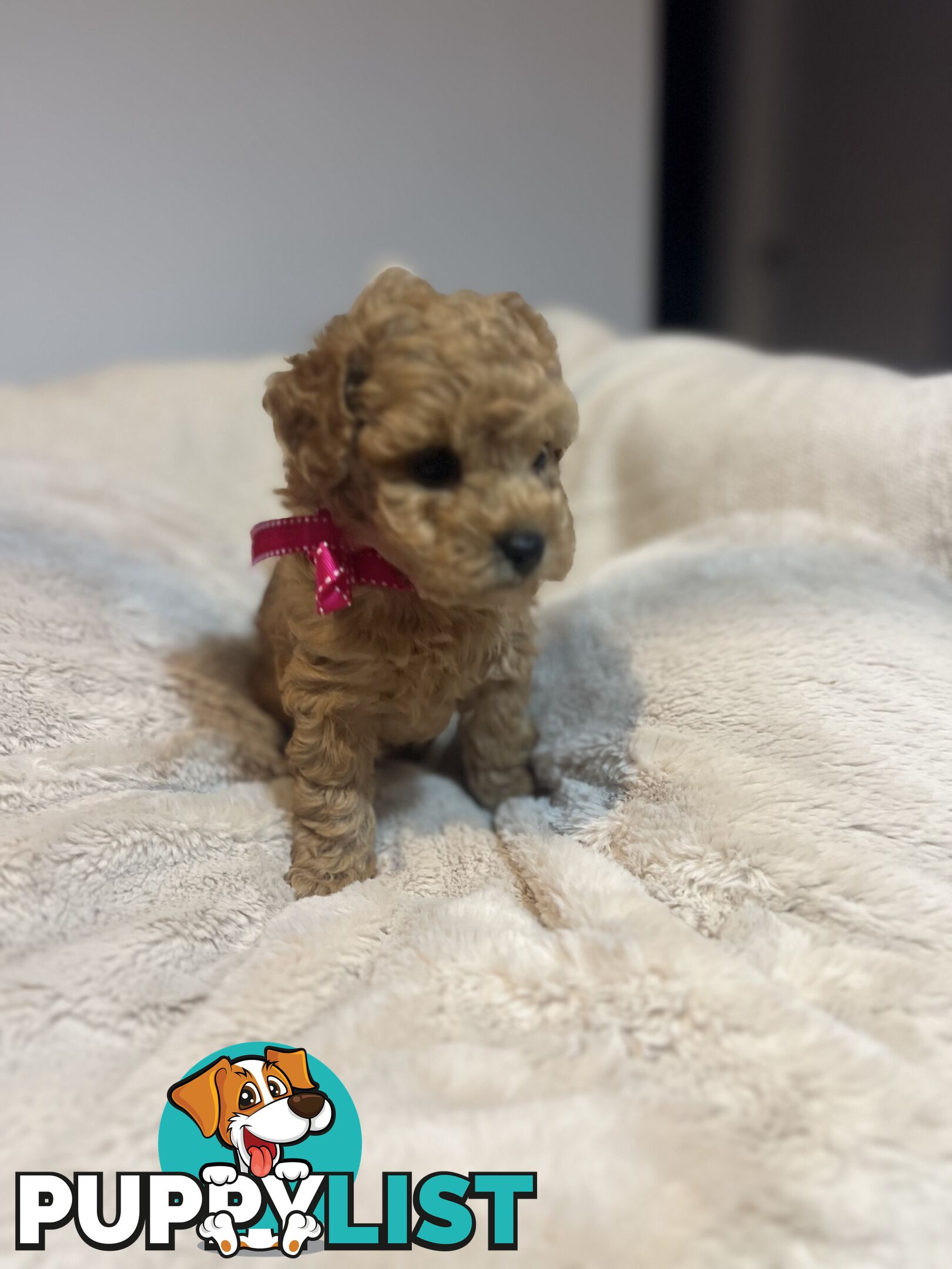 Puppies x 5 - Bichon Frise x Toy Poodle