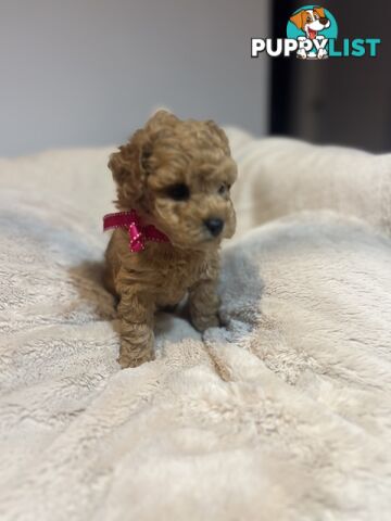 Puppies x 5 - Bichon Frise x Toy Poodle