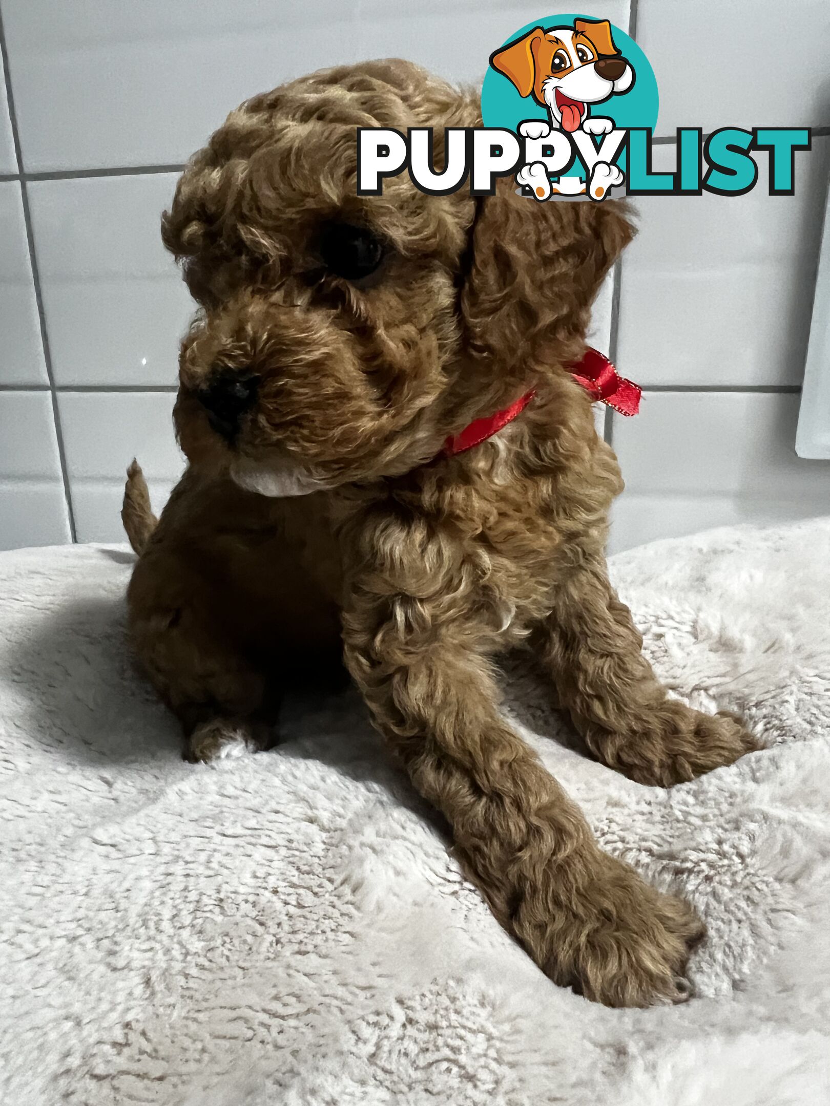 Puppies x 5 - Bichon Frise x Toy Poodle
