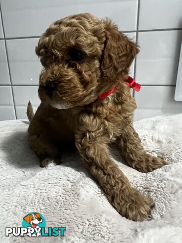 Puppies x 5 - Bichon Frise x Toy Poodle