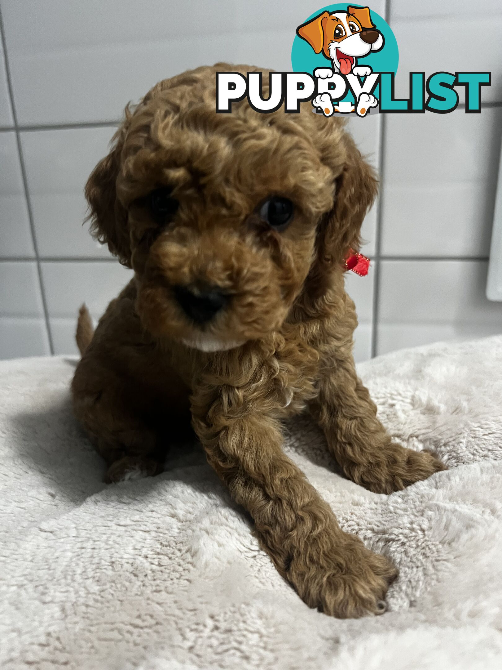 Puppies x 5 - Bichon Frise x Toy Poodle