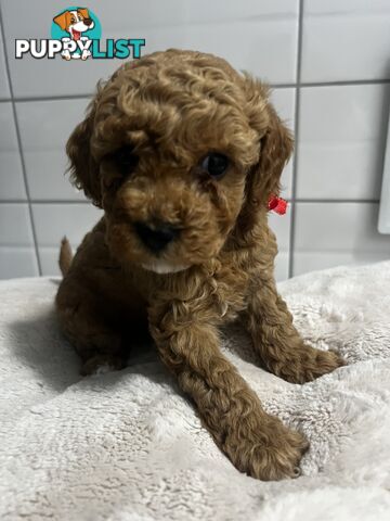 Puppies x 5 - Bichon Frise x Toy Poodle