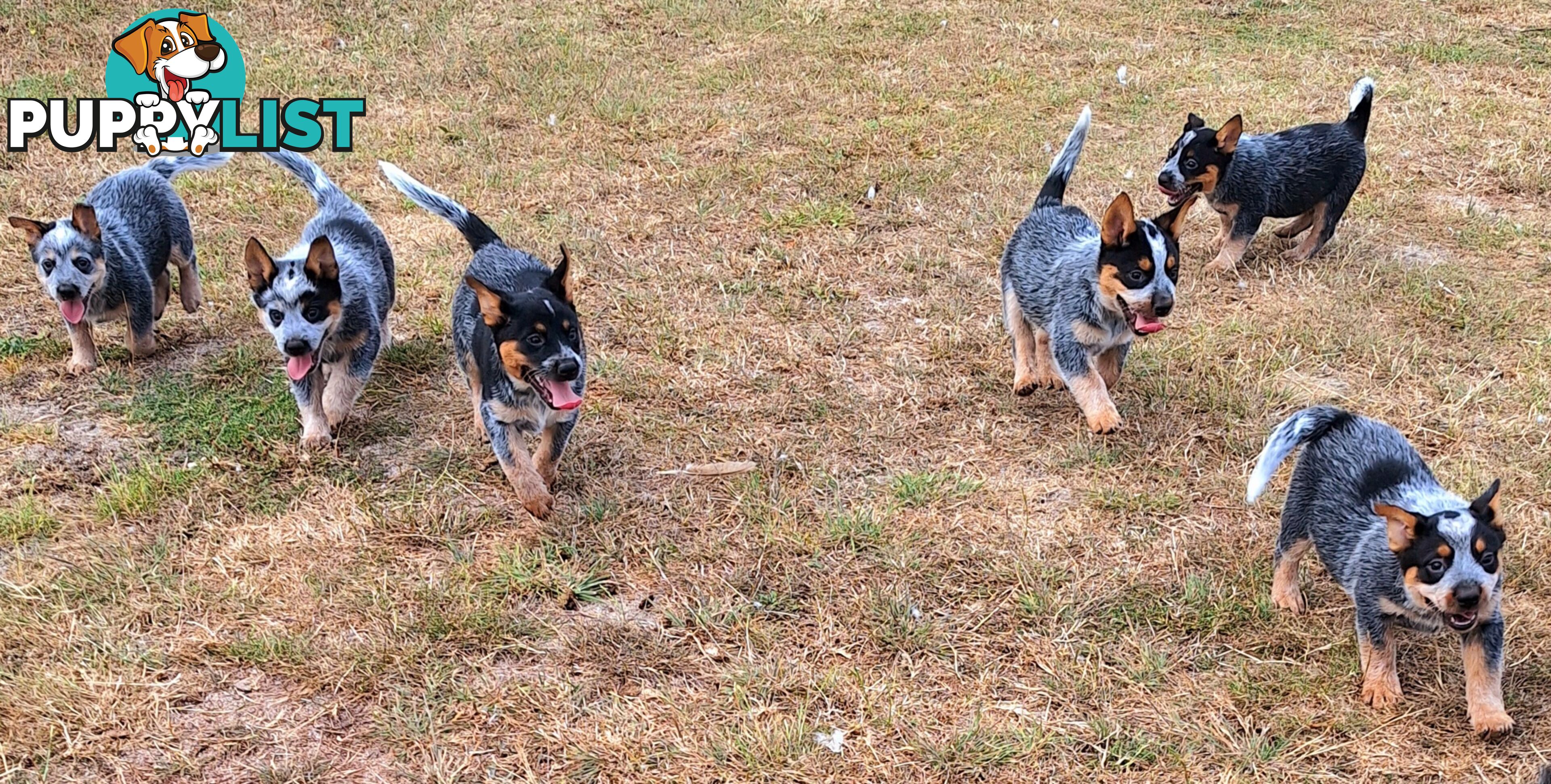 Blue Heeler Puppies