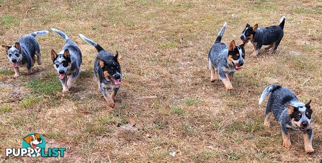 Blue Heeler Puppies