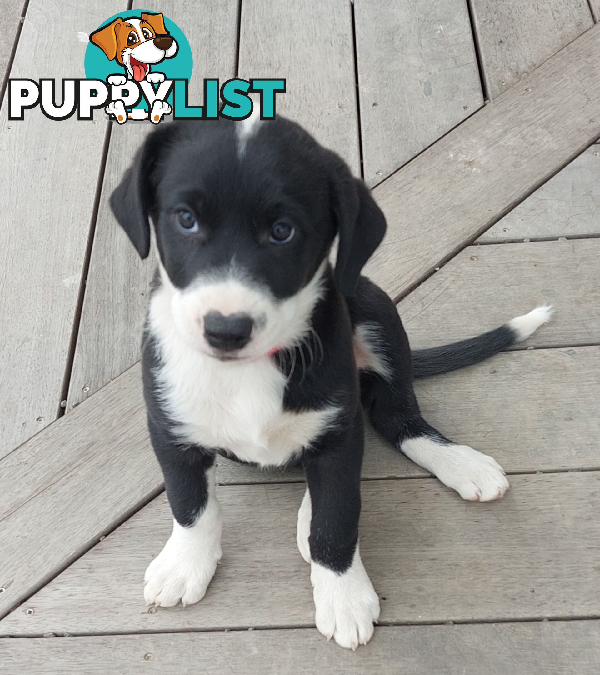 BORDER COLLIE PUPPIES