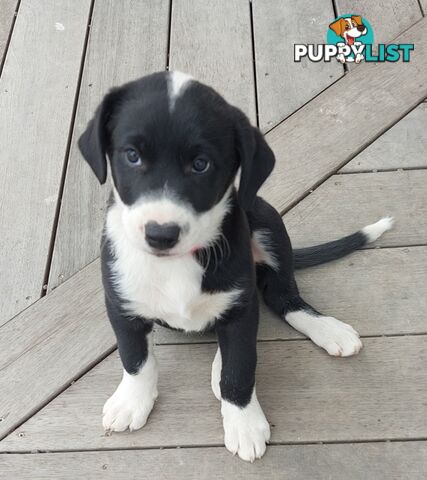 BORDER COLLIE PUPPIES