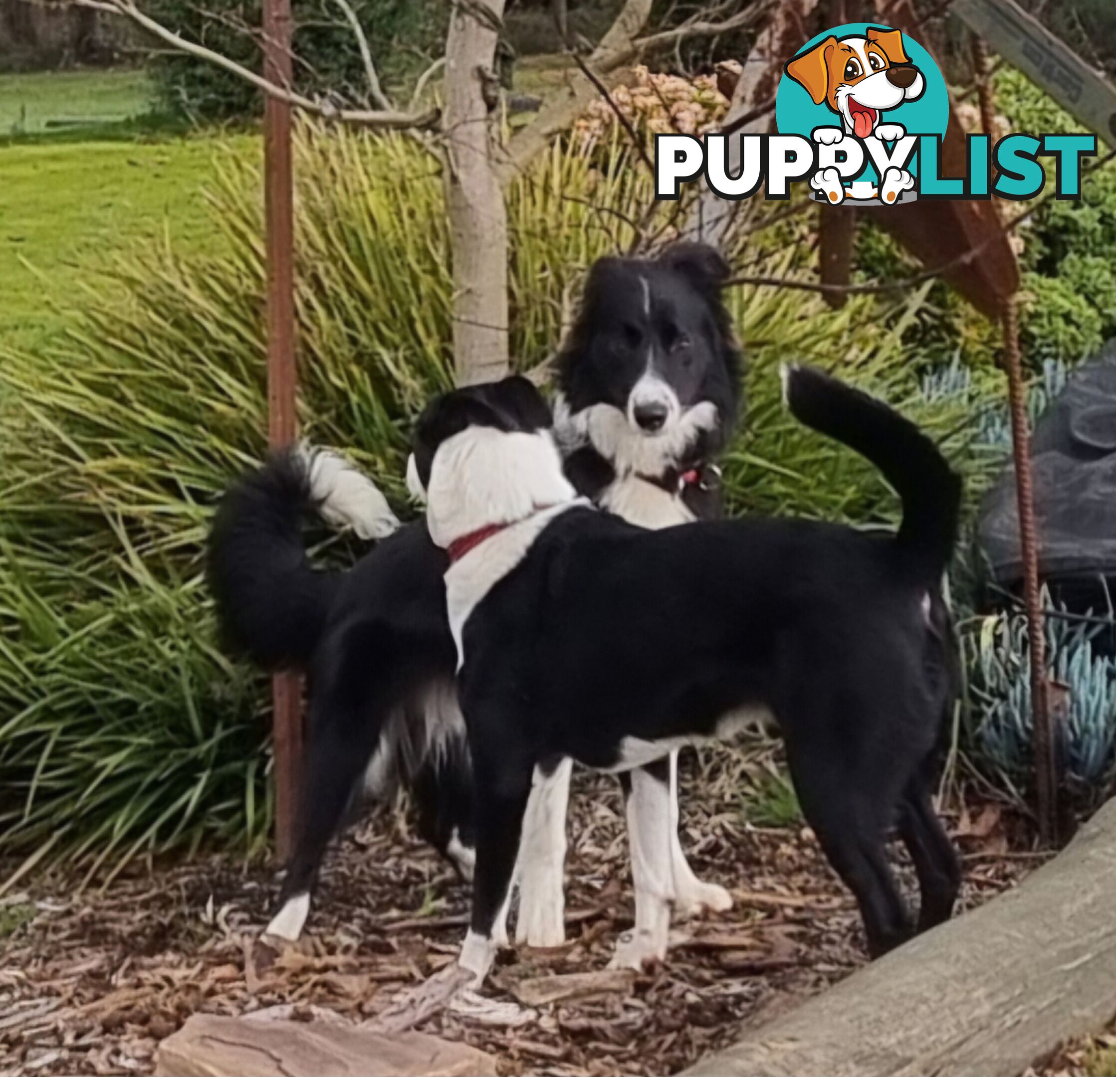 BORDER COLLIE PUPPIES