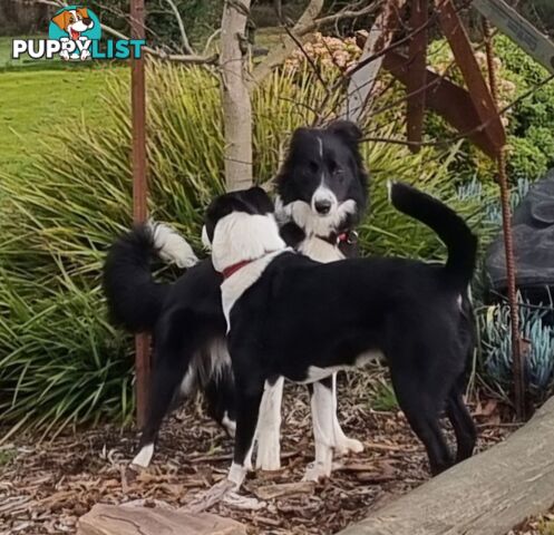 BORDER COLLIE PUPPIES