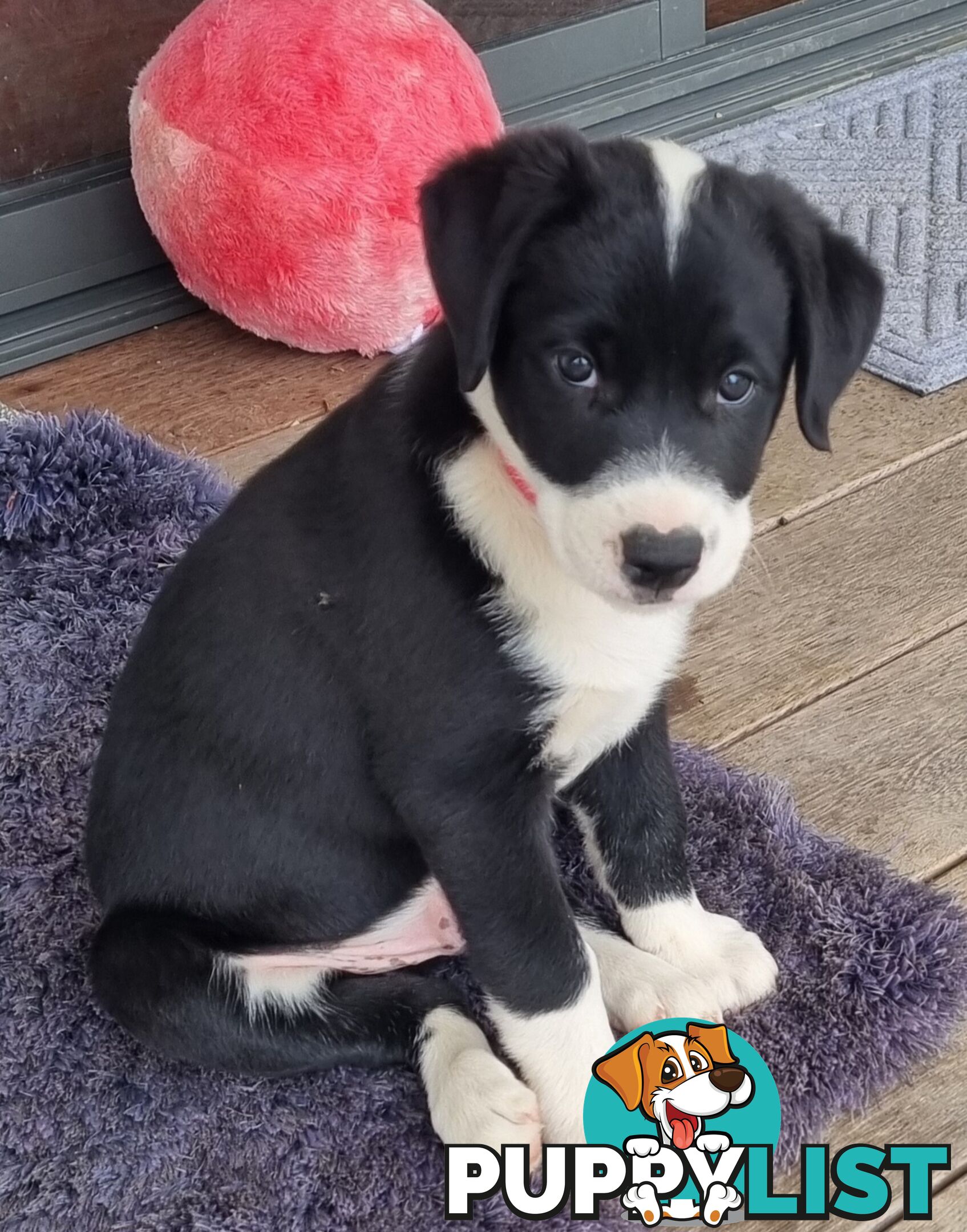 BORDER COLLIE PUPPIES