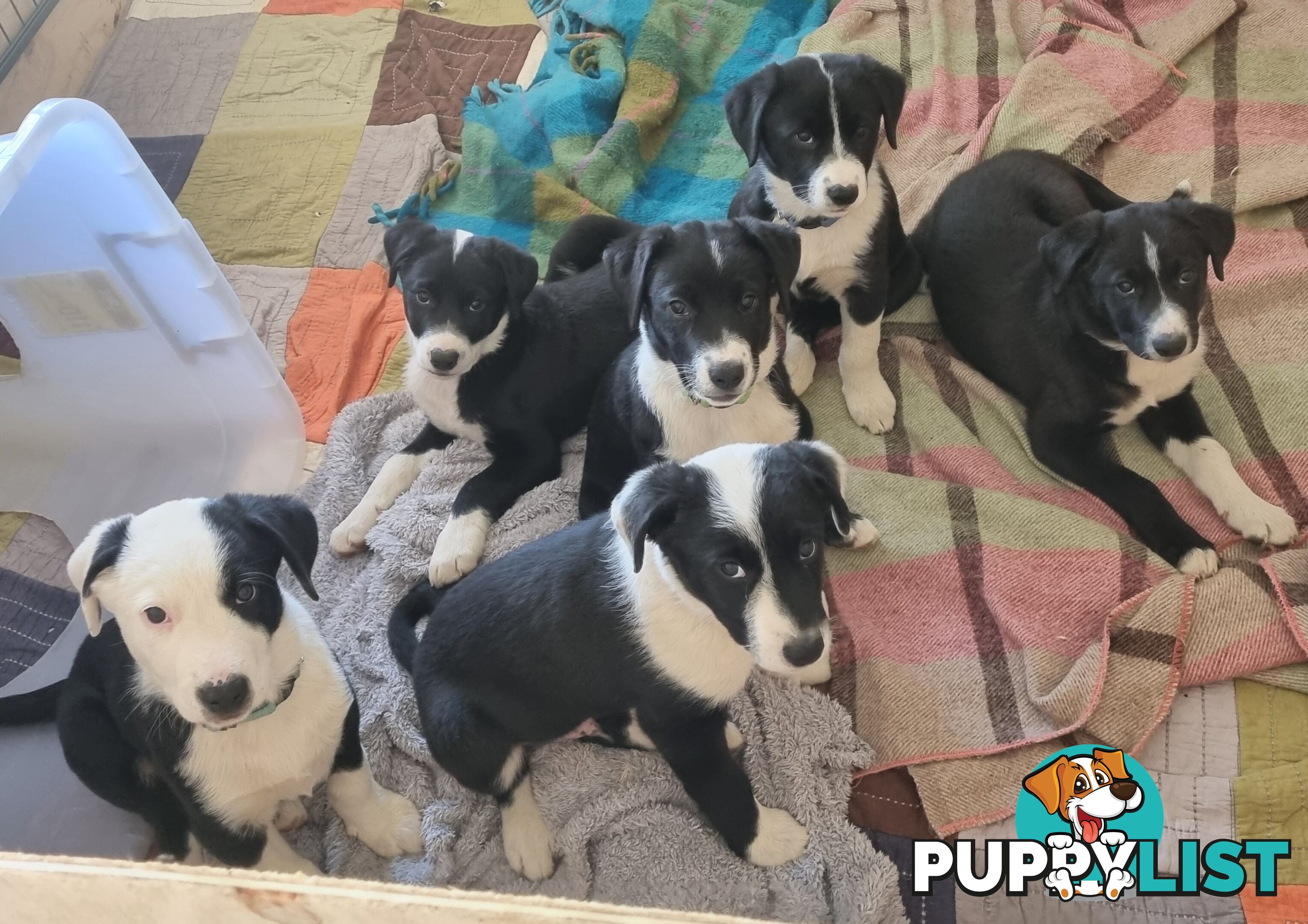 BORDER COLLIE PUPPIES