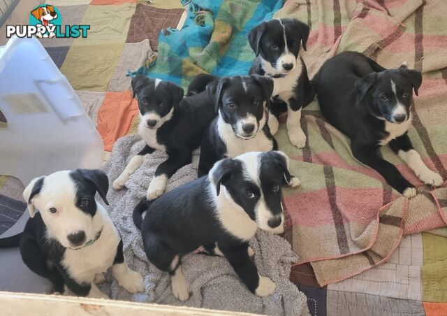 BORDER COLLIE PUPPIES