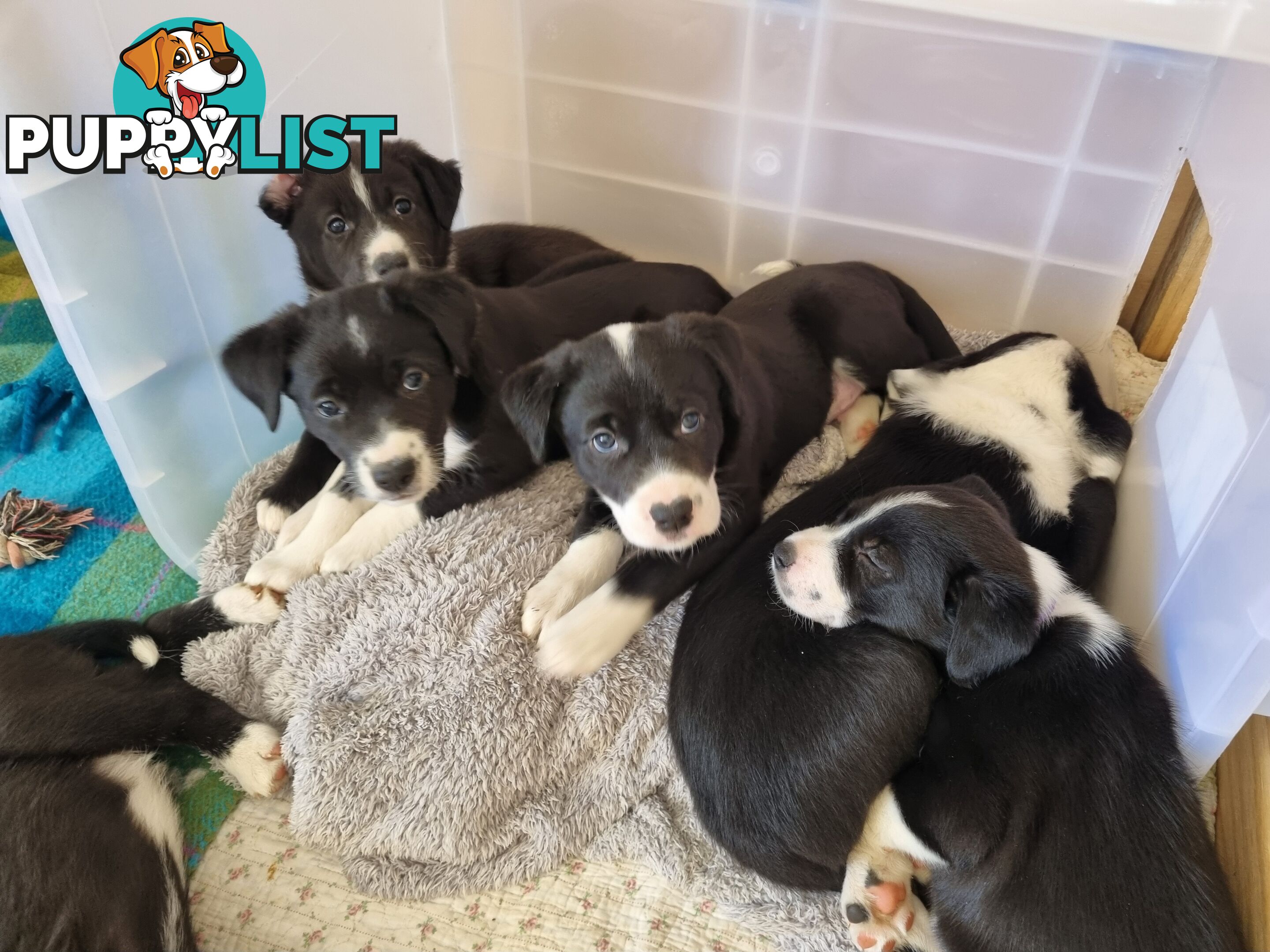 BORDER COLLIE PUPPIES