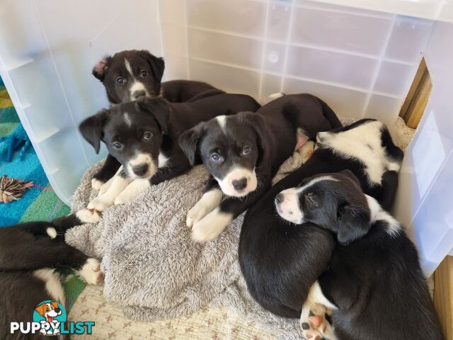 BORDER COLLIE PUPPIES