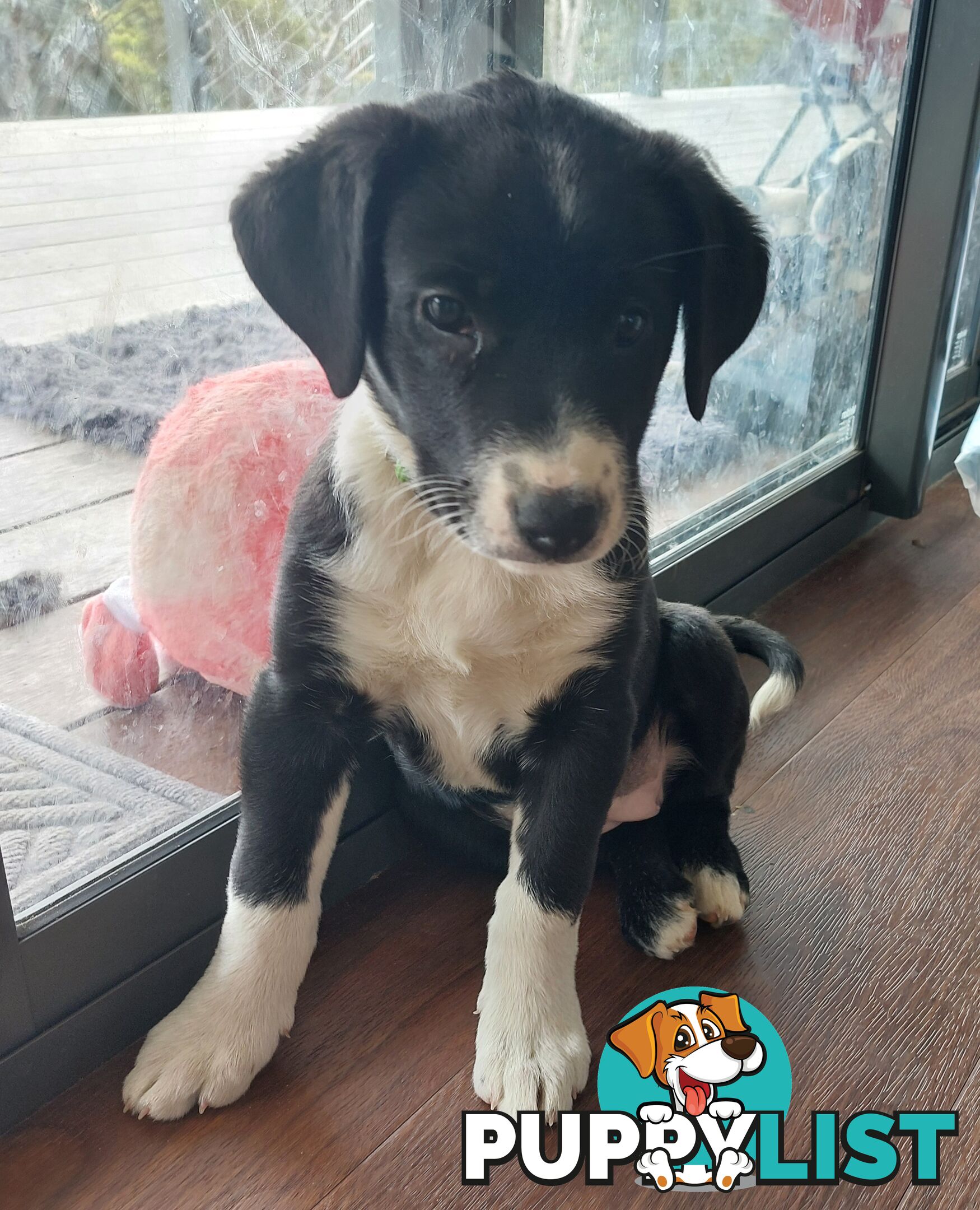 BORDER COLLIE PUPPIES