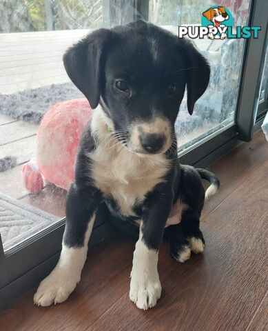 BORDER COLLIE PUPPIES