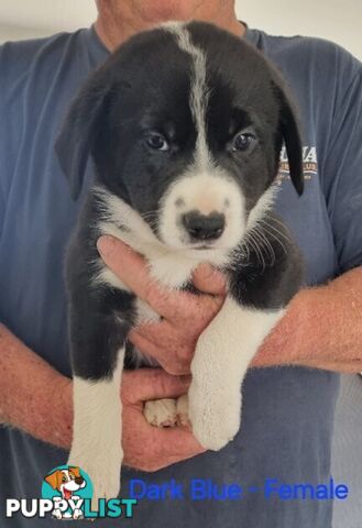 BORDER COLLIE PUPPIES