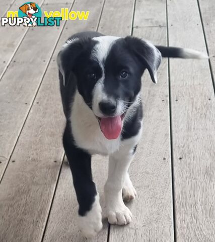 BORDER COLLIE PUPPIES ONLY 3 LEFT