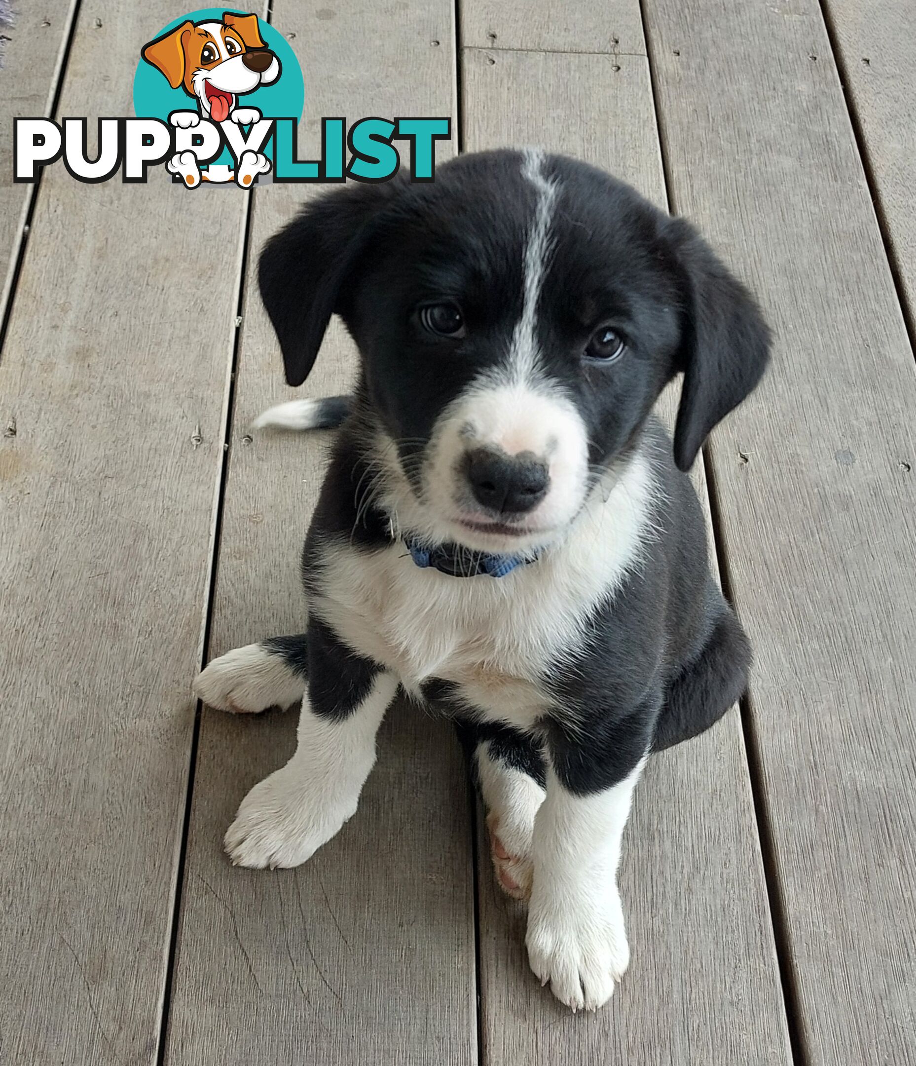 BORDER COLLIE PUPPIES