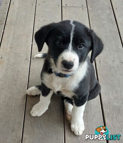 BORDER COLLIE PUPPIES