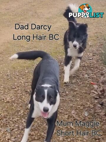 BORDER COLLIE PUPPIES