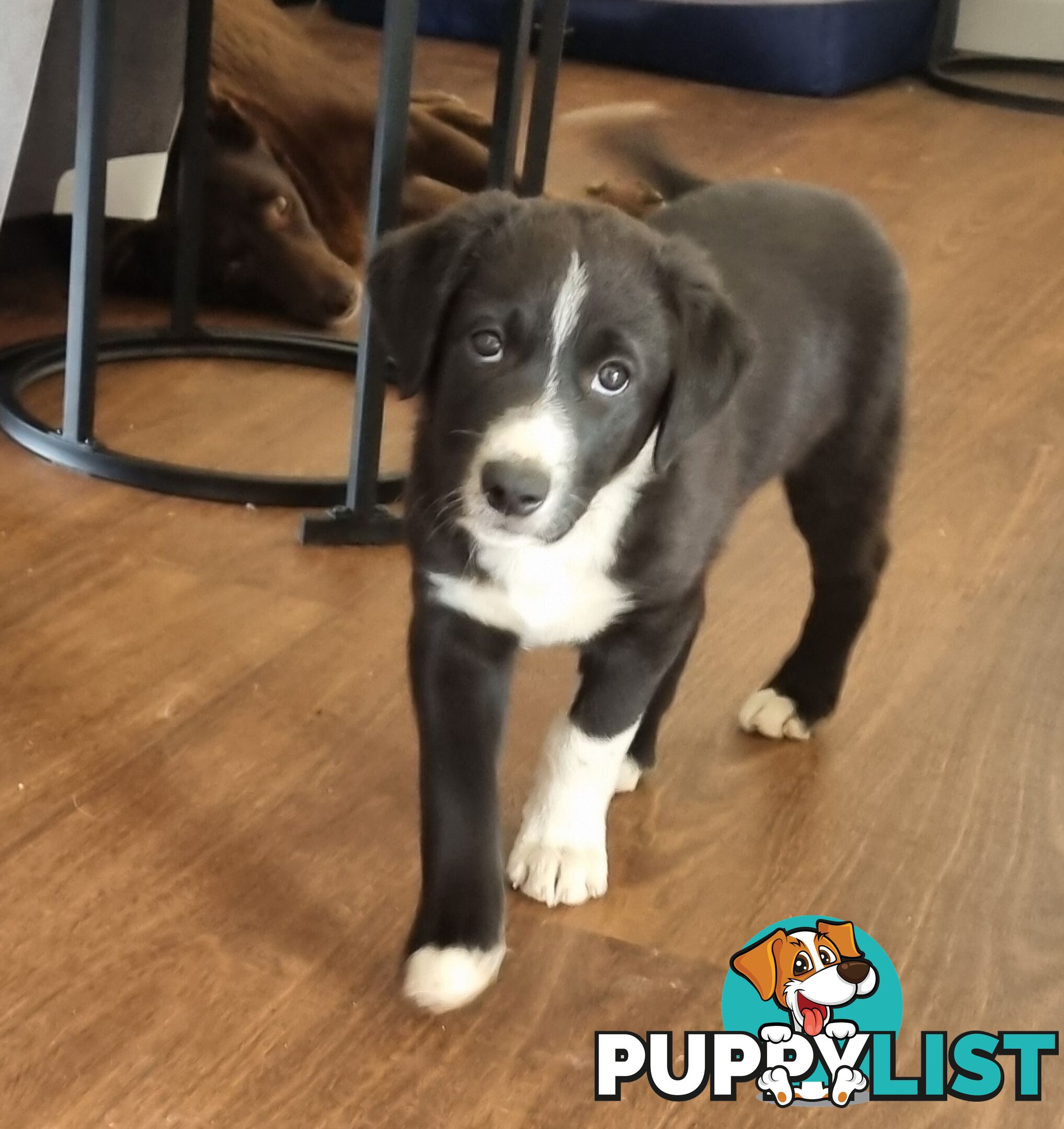 BORDER COLLIE PUPPIES