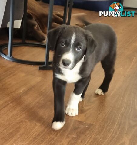 BORDER COLLIE PUPPIES