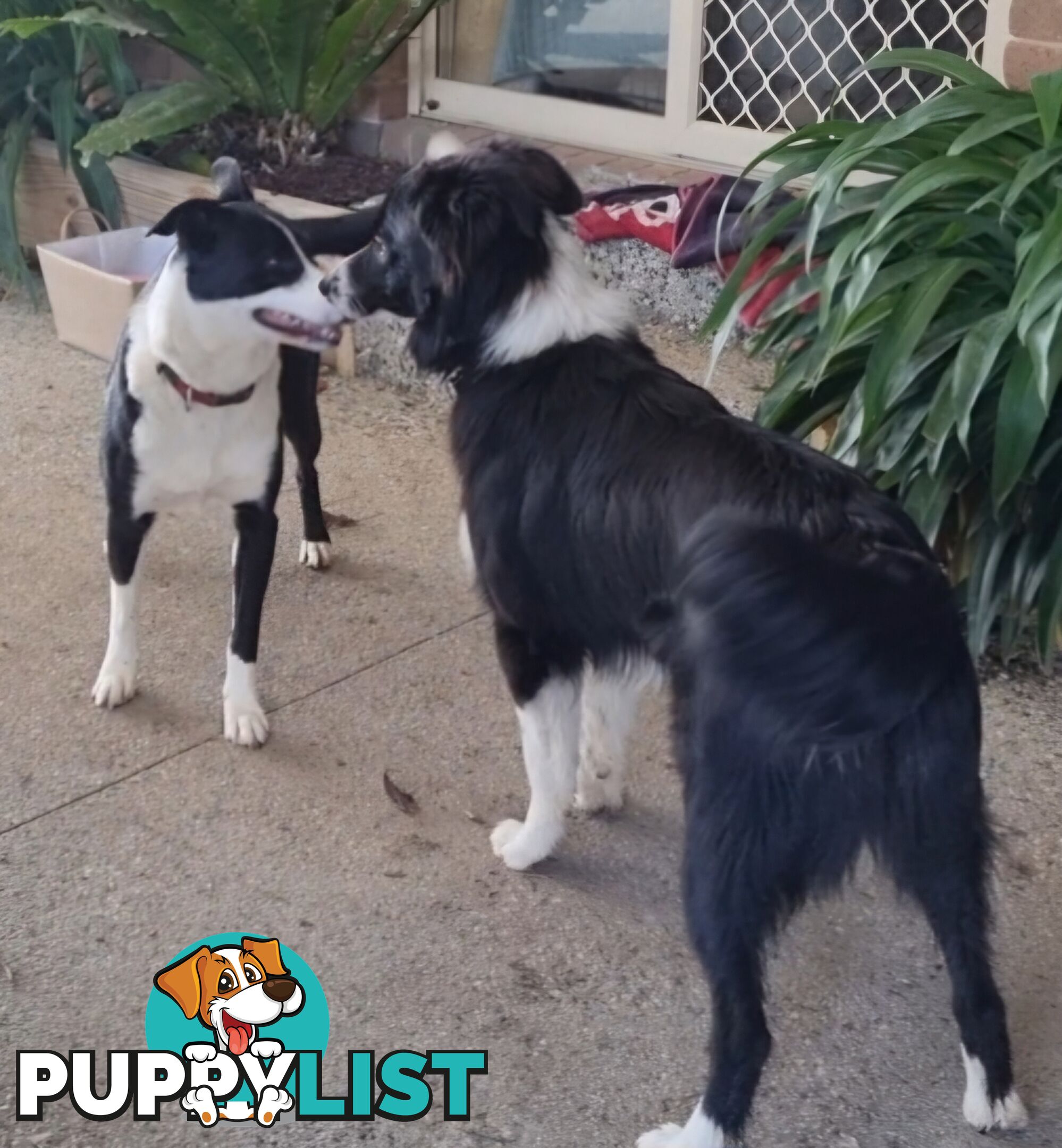 BORDER COLLIE PUPPIES