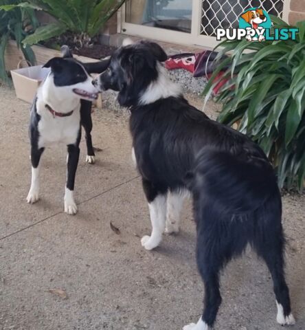 BORDER COLLIE PUPPIES