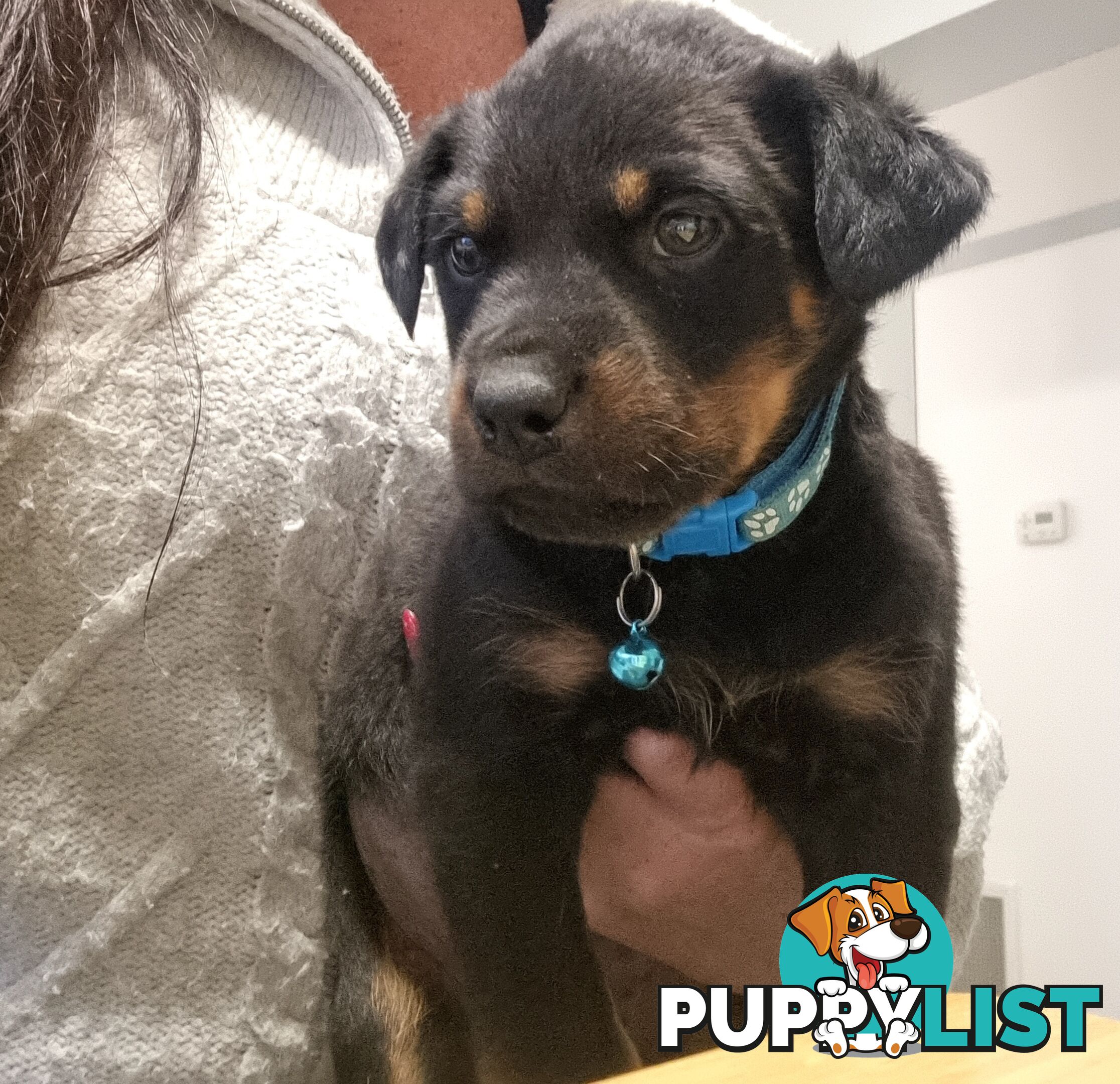 Rottwheiler puppies