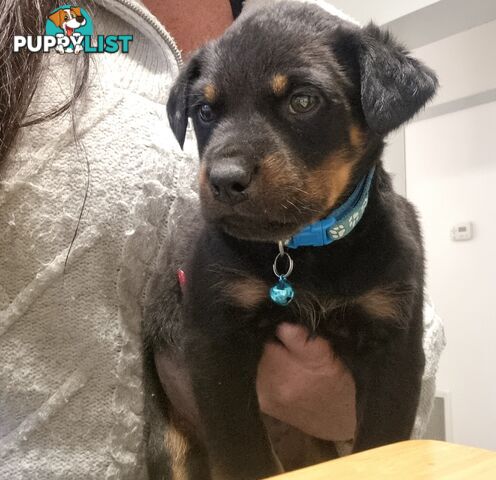 Rottwheiler puppies