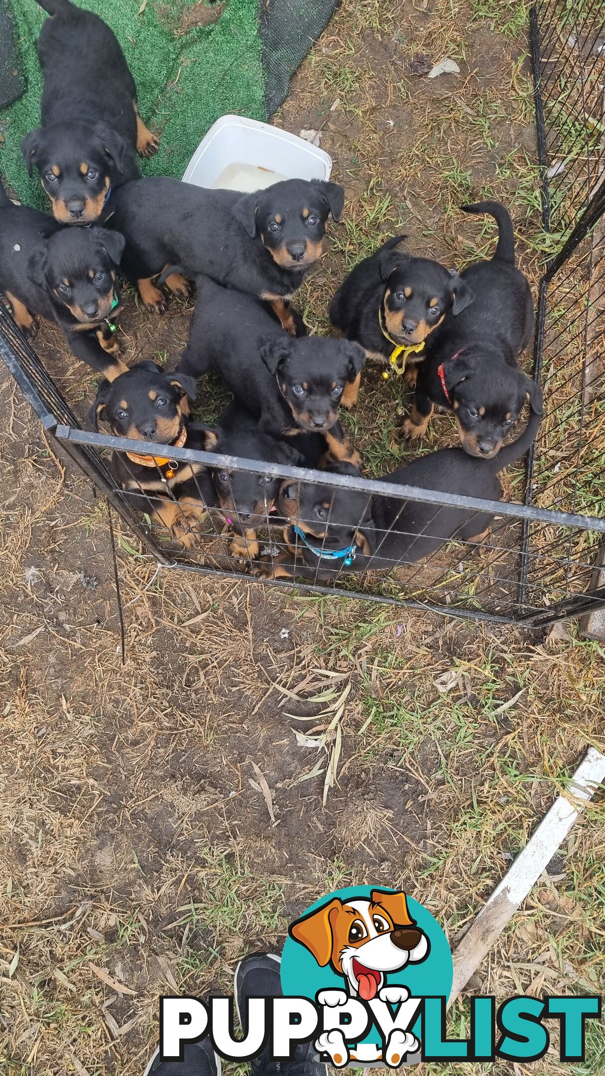 Rottwheiler puppies