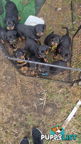 Rottwheiler puppies