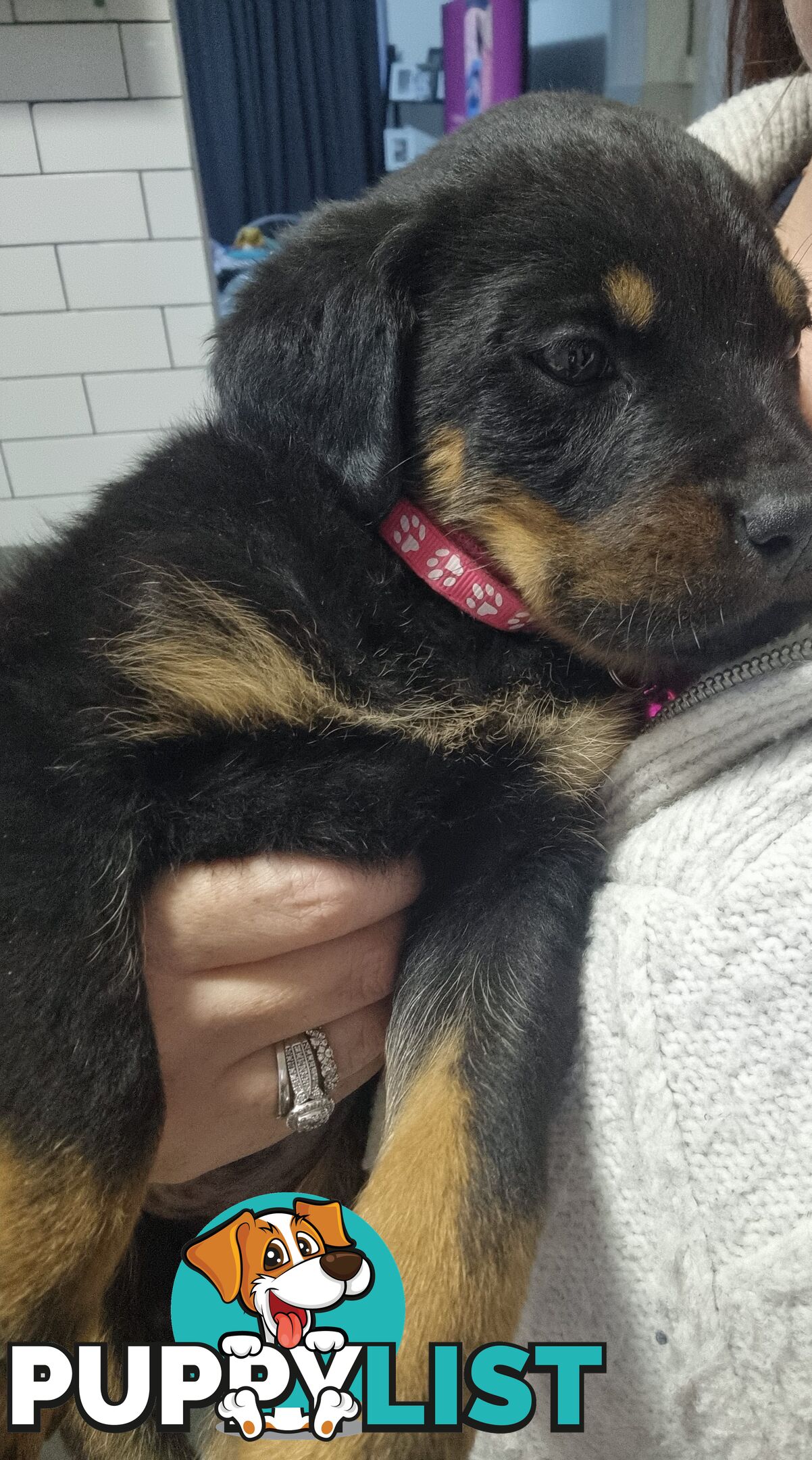 Rottwheiler puppies