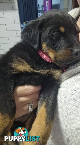Rottwheiler puppies