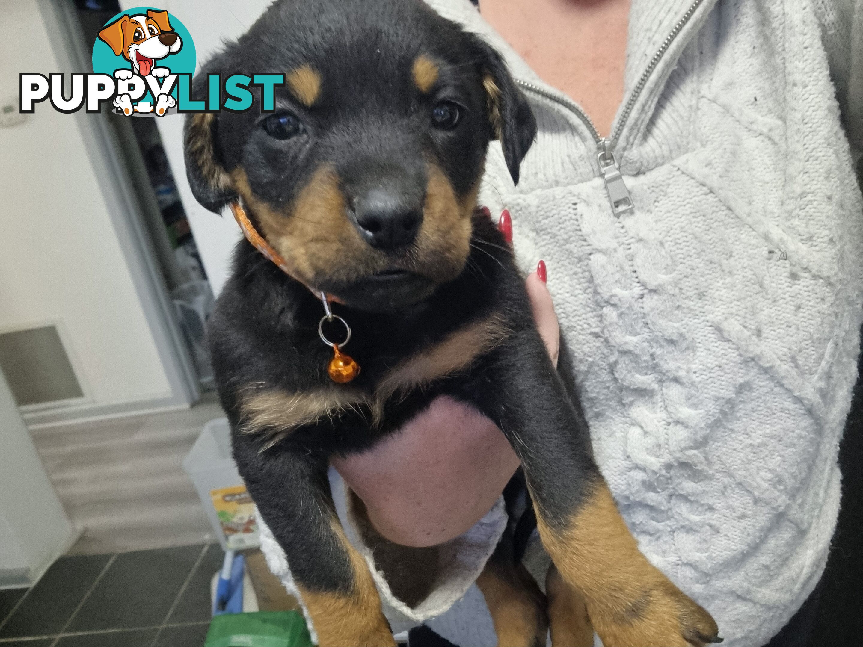 Rottwheiler puppies