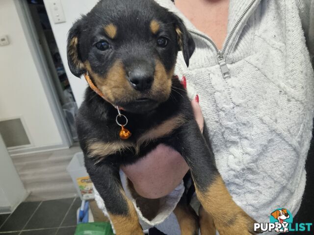 Rottwheiler puppies