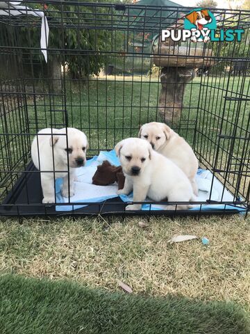 Beautiful Pure Bred Labradors