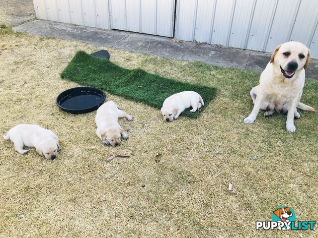 Beautiful Pure Bred Labradors