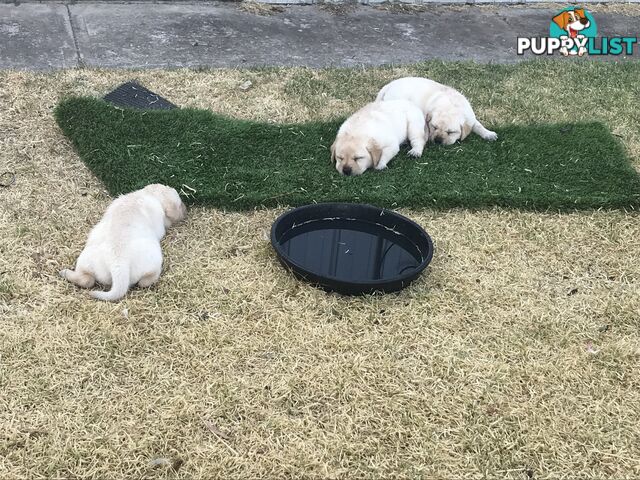 Beautiful Pure Bred Labradors