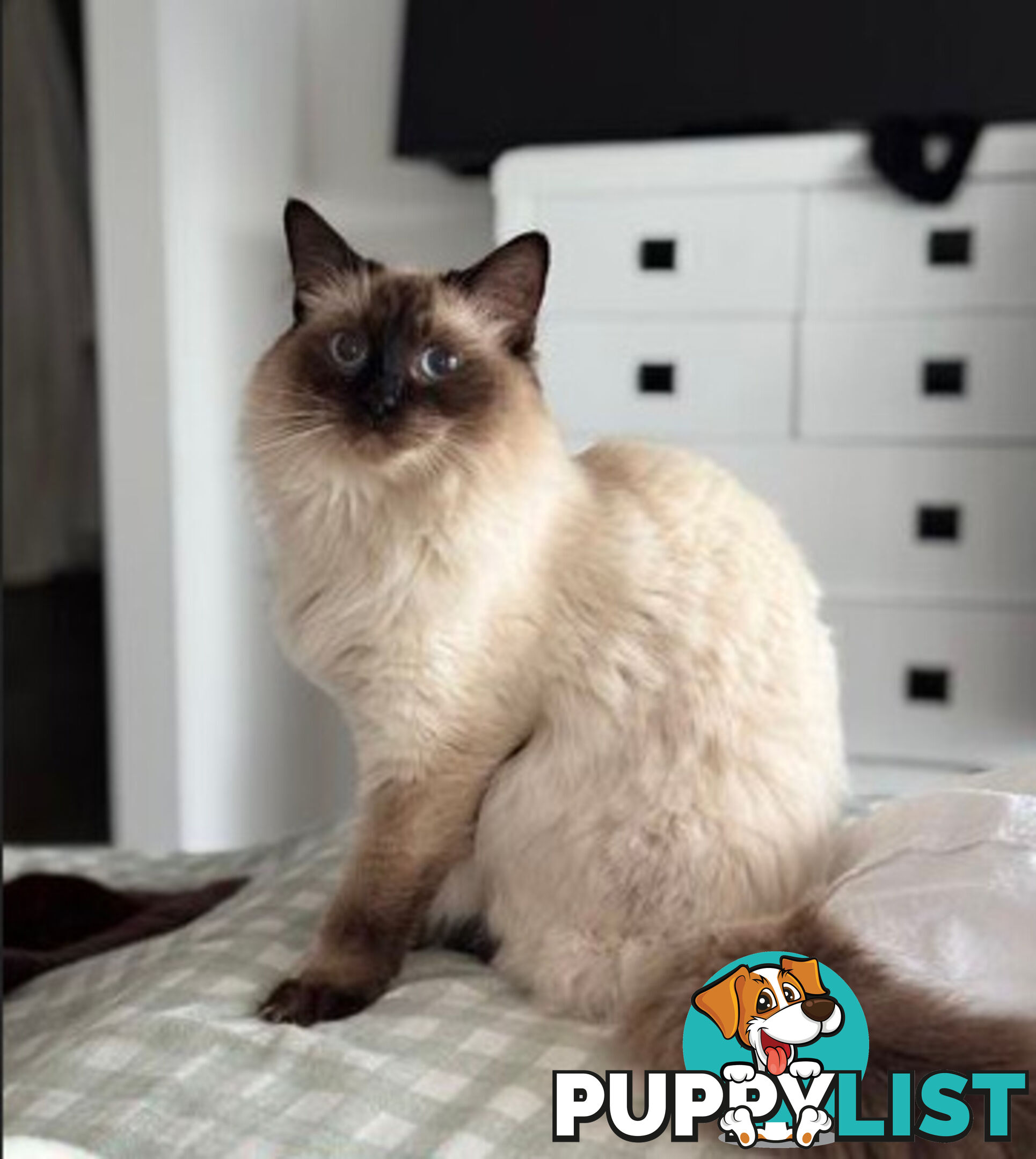RAGDOLL STUD