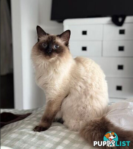 RAGDOLL STUD
