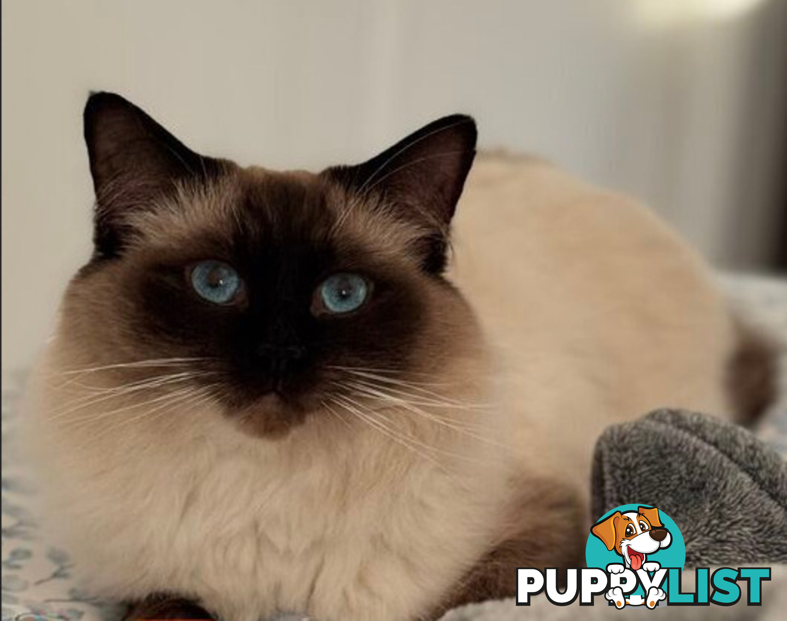 RAGDOLL STUD