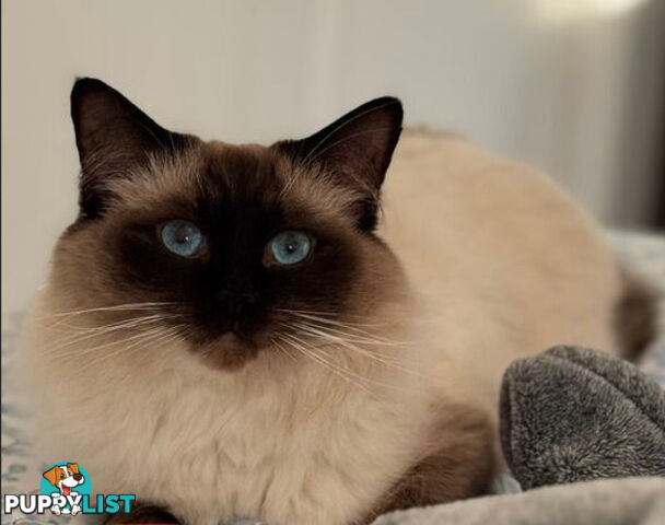 RAGDOLL STUD