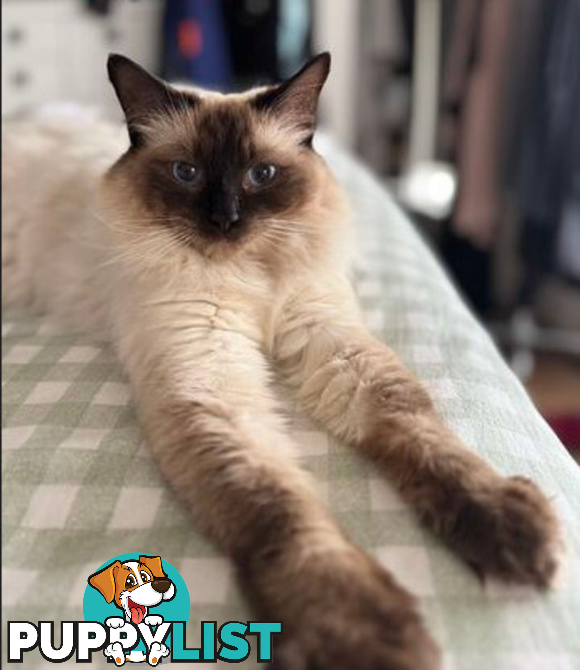 RAGDOLL STUD