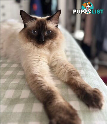 RAGDOLL STUD