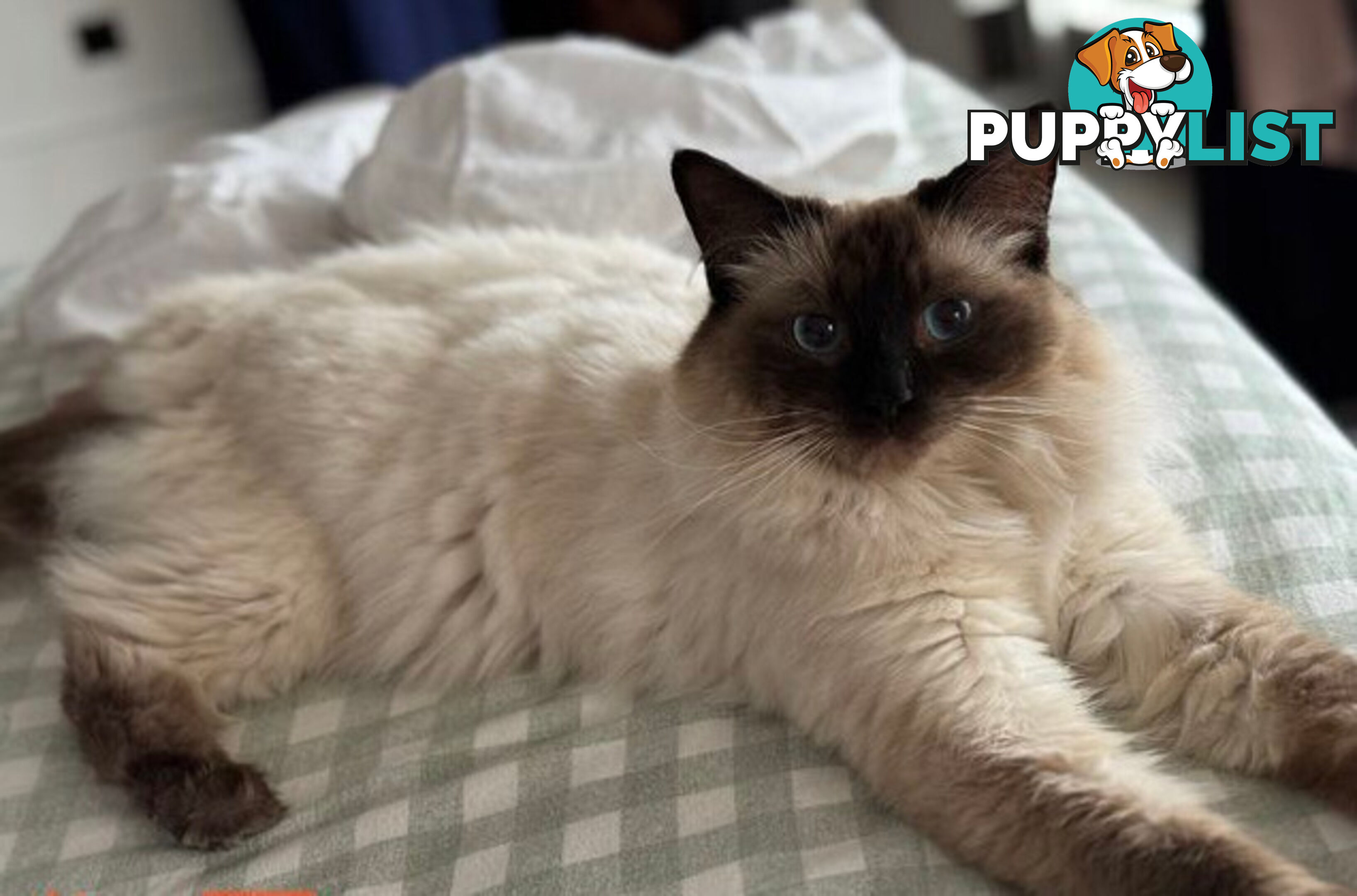 RAGDOLL STUD