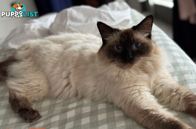 RAGDOLL STUD